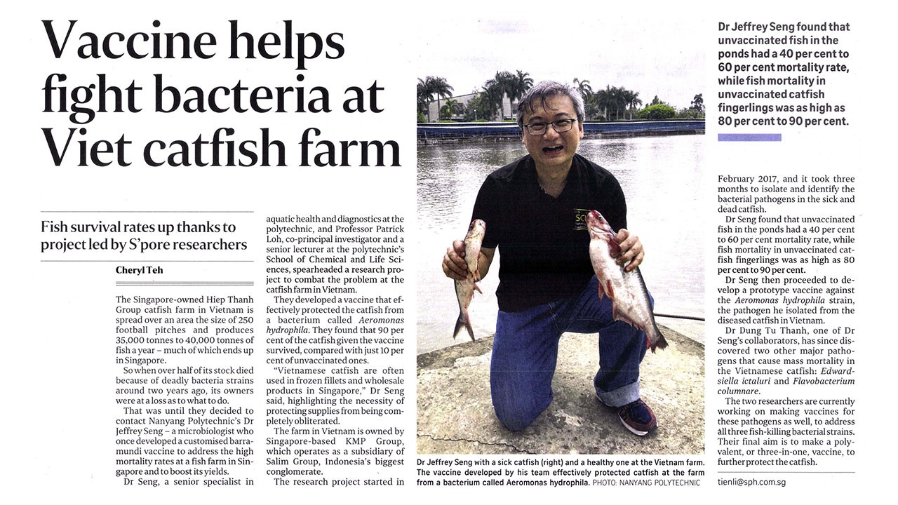 Vaccine helps fight bacteria at Viet catfish farm