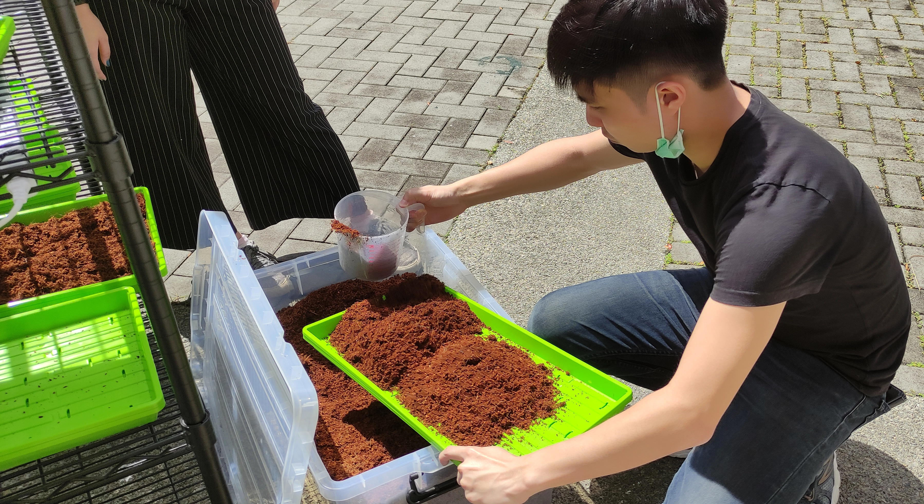 Jason preparing trays for microgreens with coco peat.